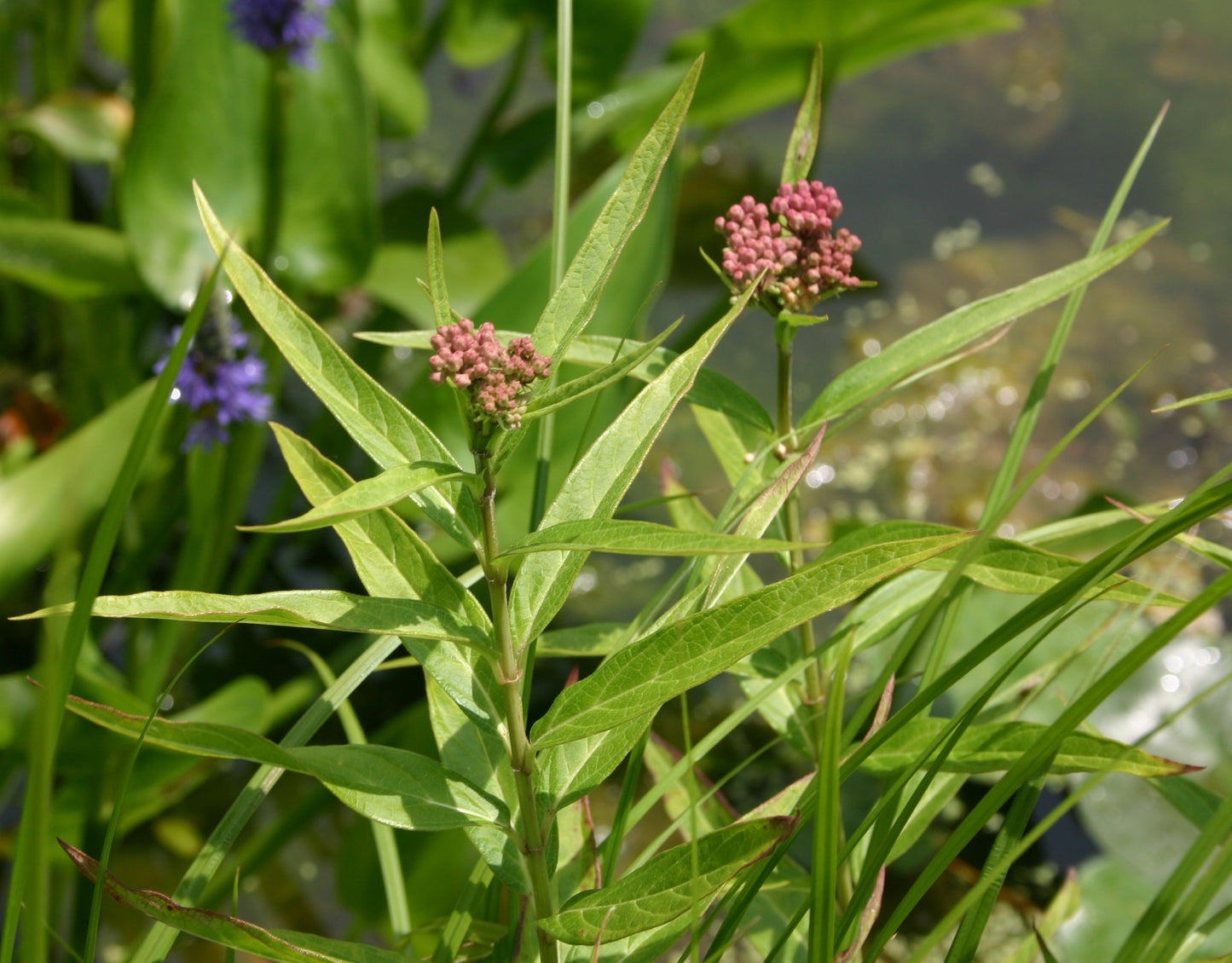 Asclepias incarnata 'Swamp Milkweed'