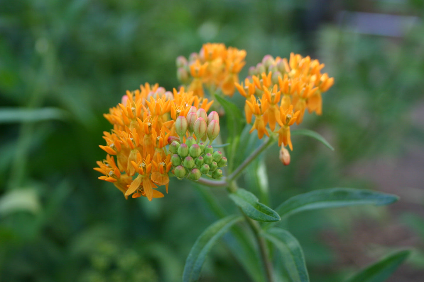 Asclepias tuberosa 'Butterfly Milkweed'