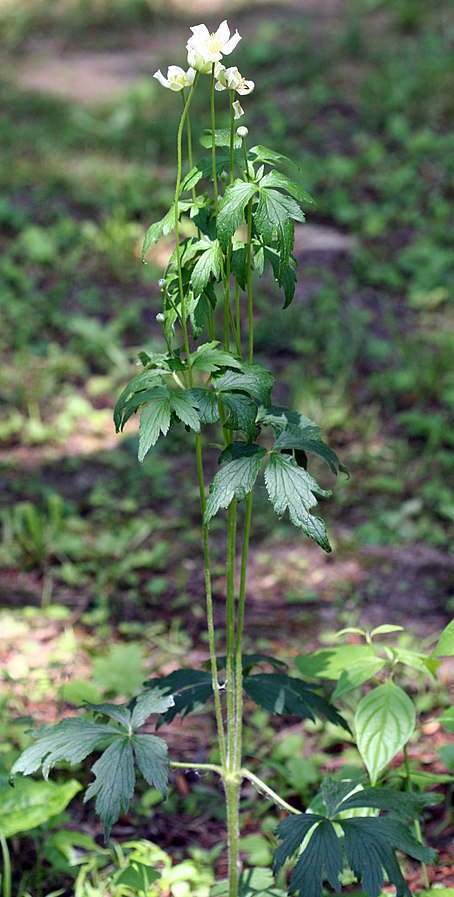 Anemone cylindrica 'Thimbleweed'