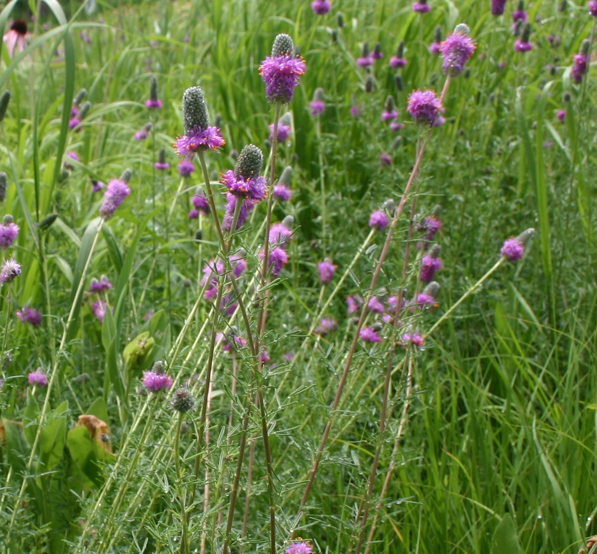 Dalea purpurea 'Purple Prairie Clover'