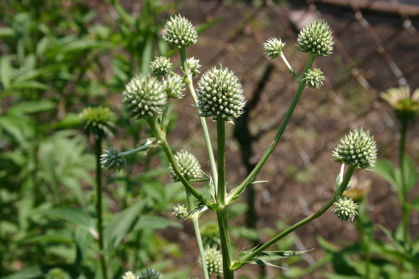 Eryngium yuccifolium 'Rattlesnake Master'