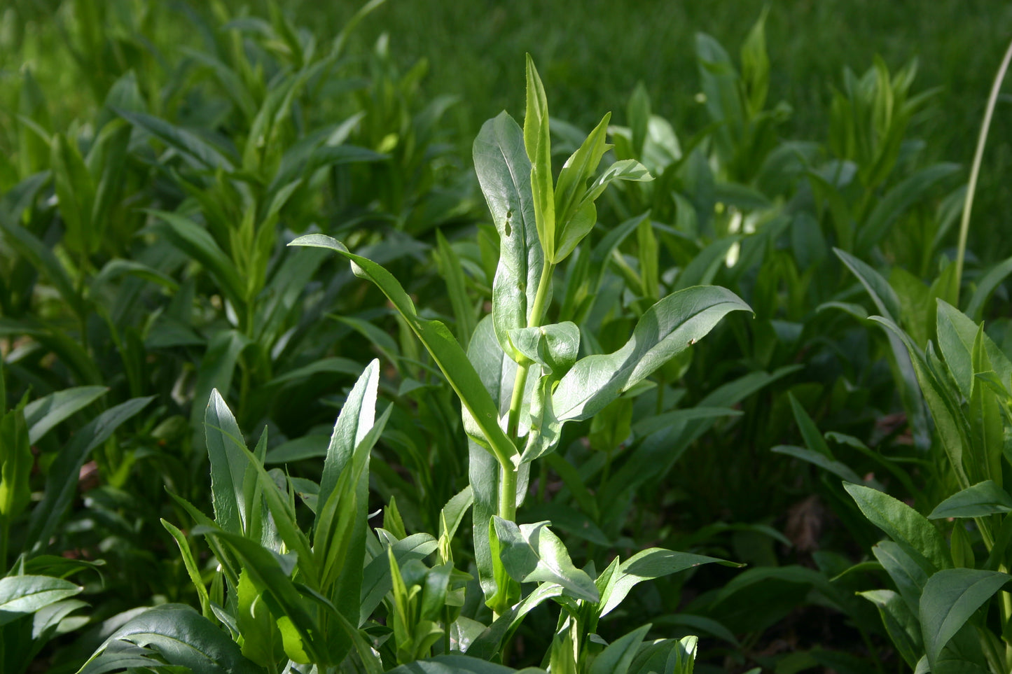 Penstemon digitalis 'Foxglove Beardtongue'