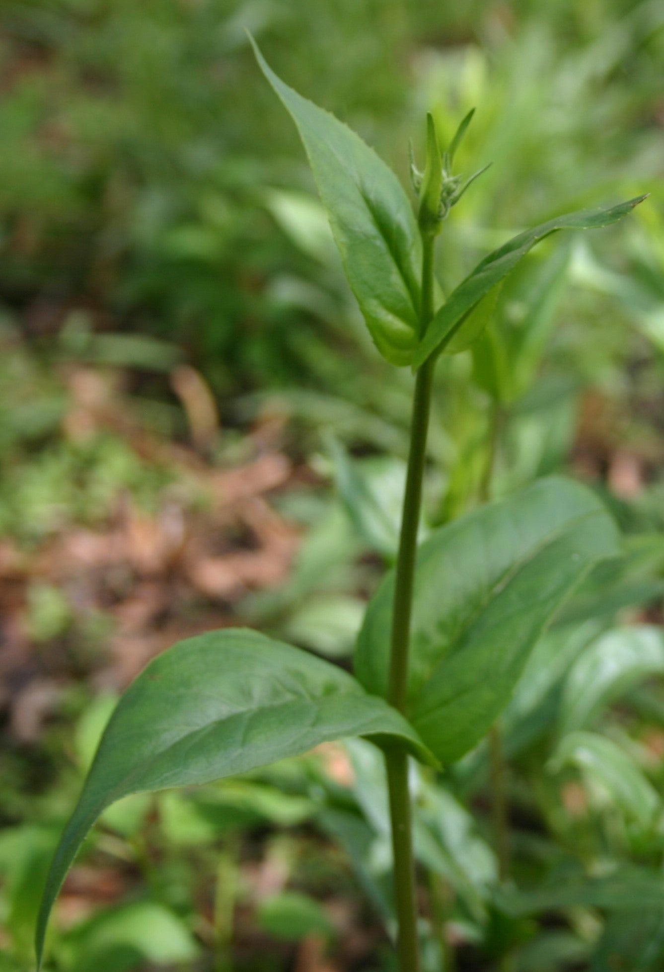 Penstemon digitalis 'Foxglove Beardtongue'