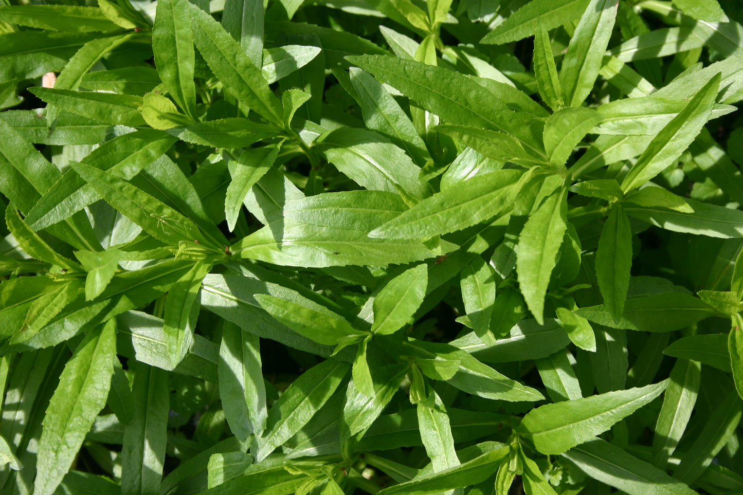 Physostegia virginiana 'Obedient Plant'