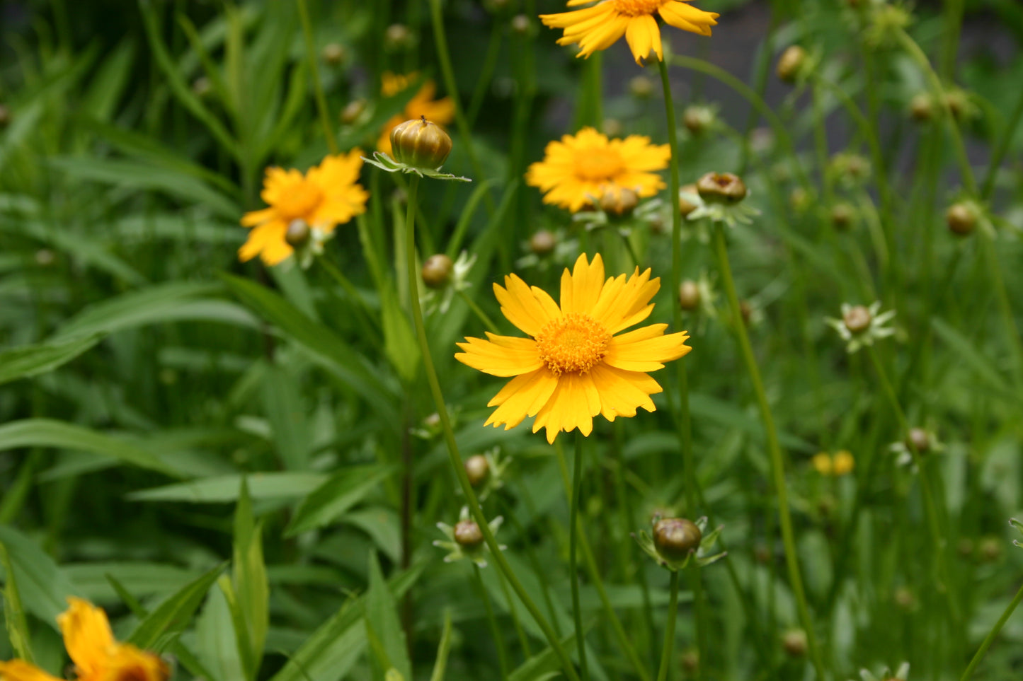 Coreopsis lanceolata 'lance-leaved coreopsis'