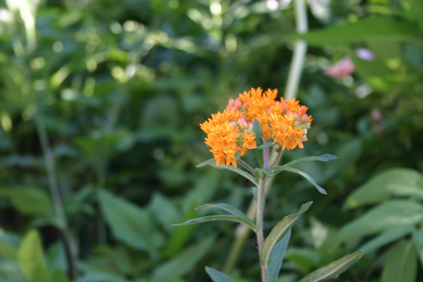 Asclepias tuberosa 'Butterfly Milkweed'