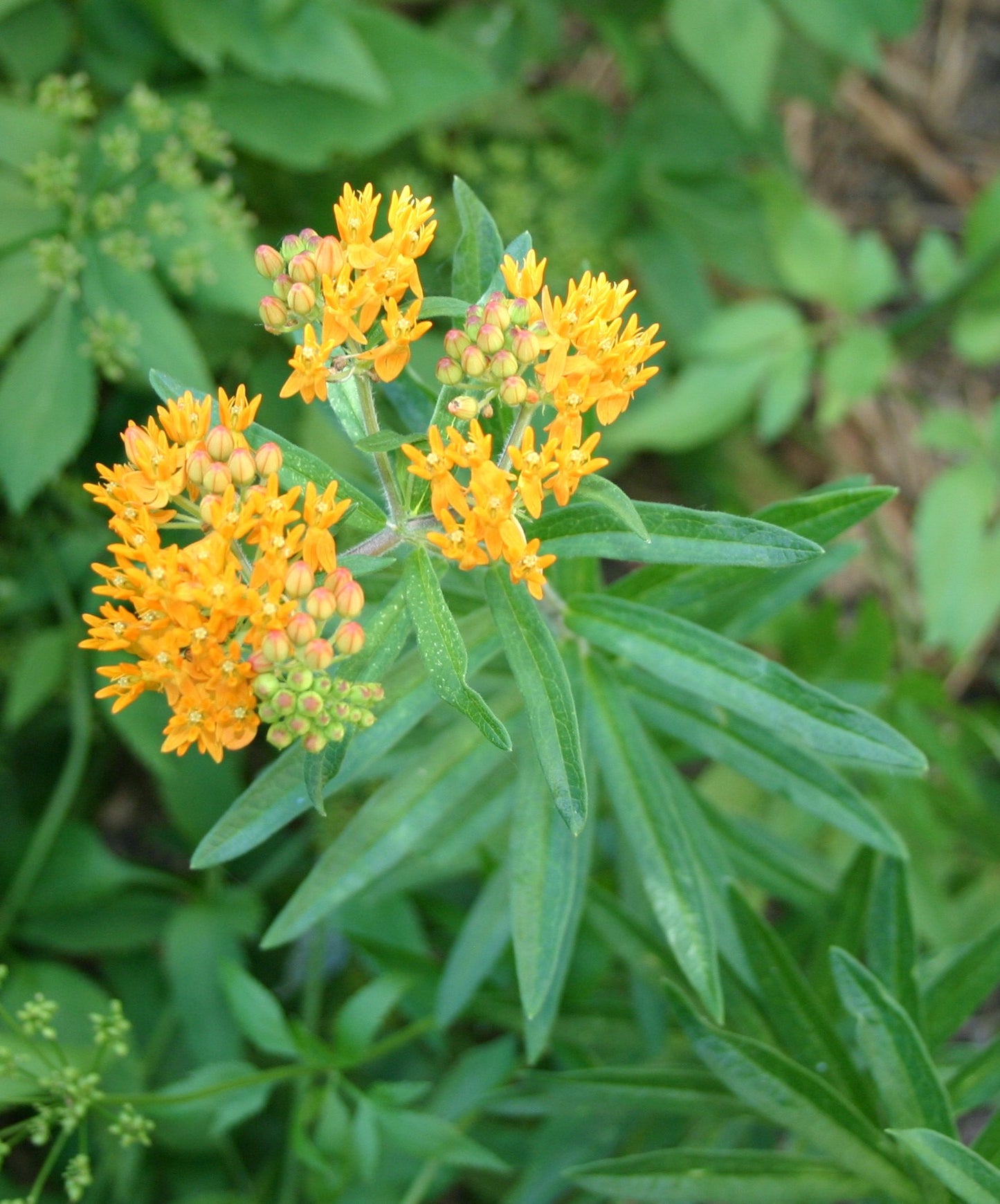 Asclepias tuberosa 'Butterfly Milkweed'