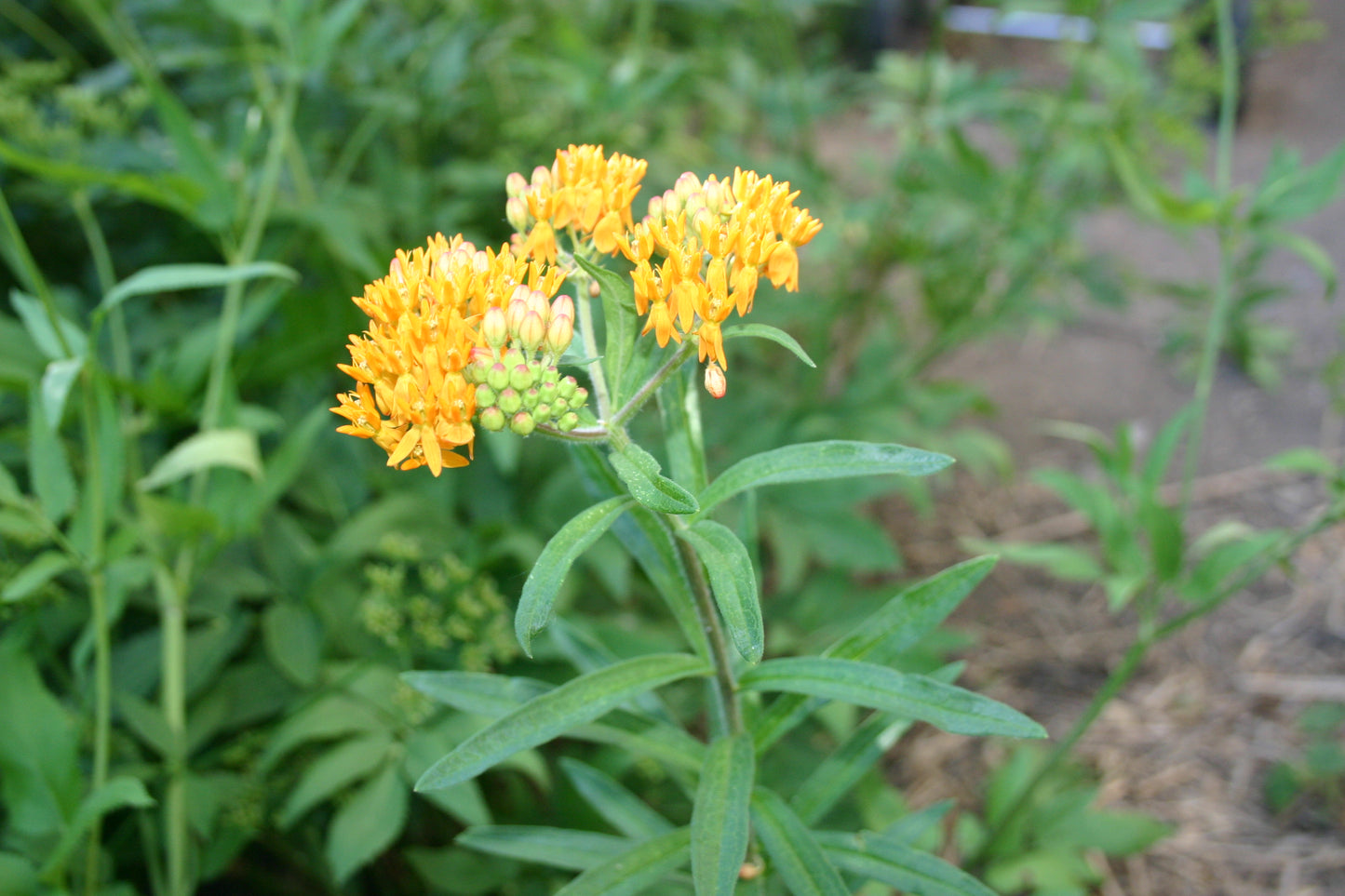 Asclepias tuberosa 'Butterfly Milkweed'