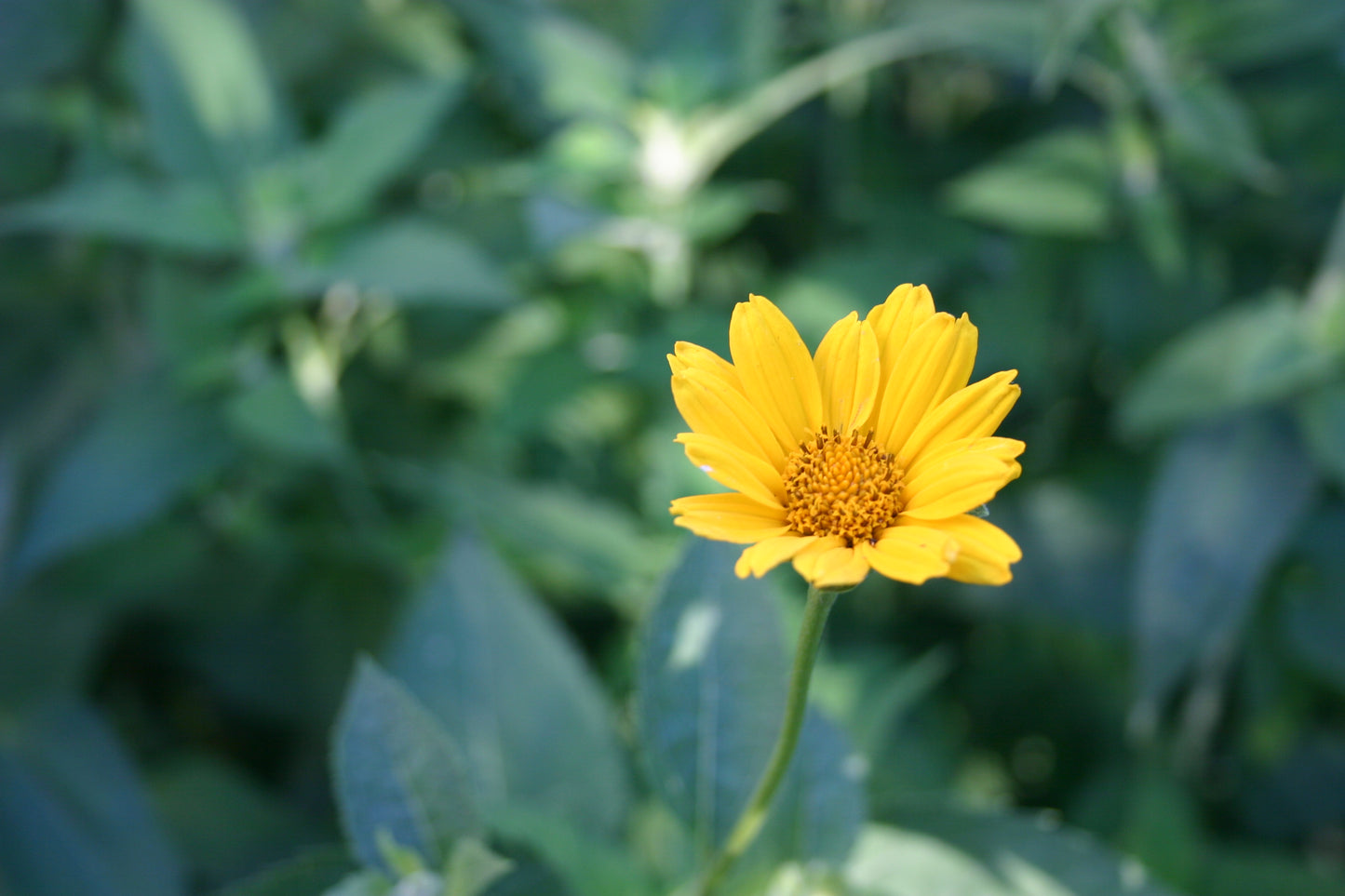 Heliopsis helianthoides 'early sunflower'