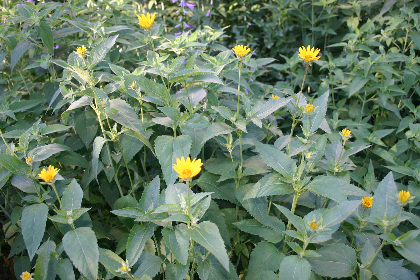 Heliopsis helianthoides 'early sunflower'