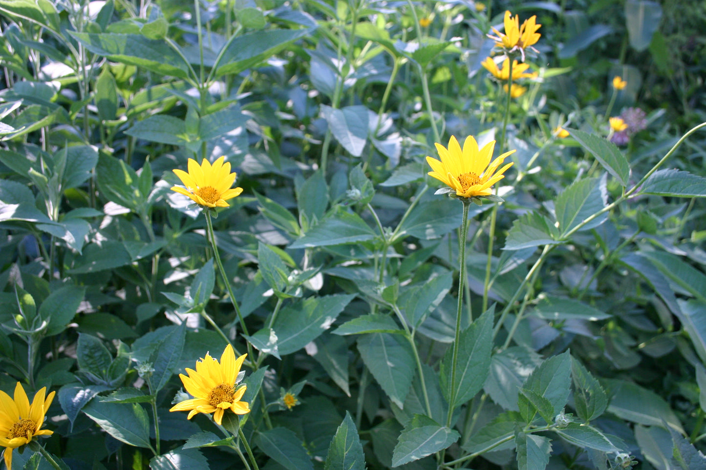 Heliopsis helianthoides 'early sunflower'