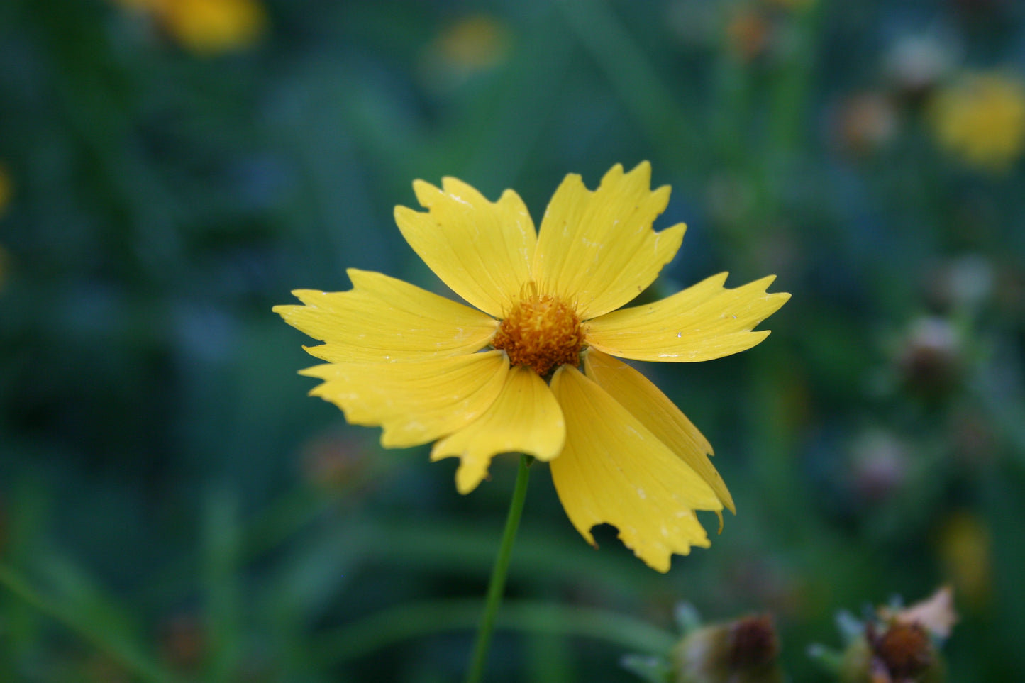 Coreopsis lanceolata 'lance-leaved coreopsis'