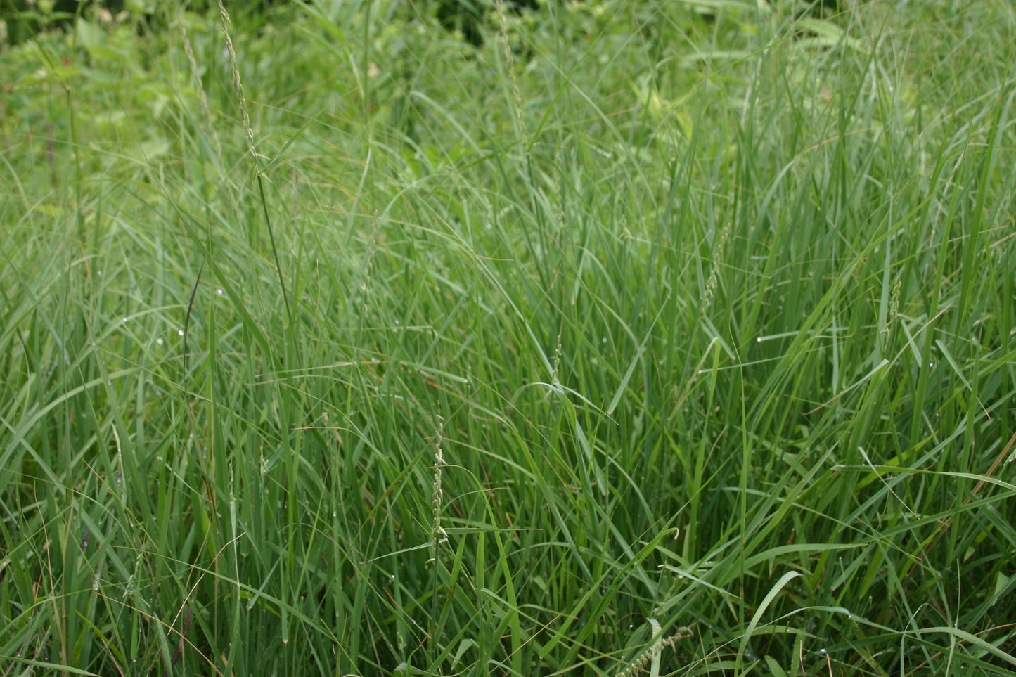 Bouteloua curtipendula ‘Sideoats grama’