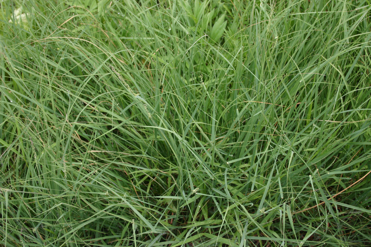 Bouteloua curtipendula ‘Sideoats grama’