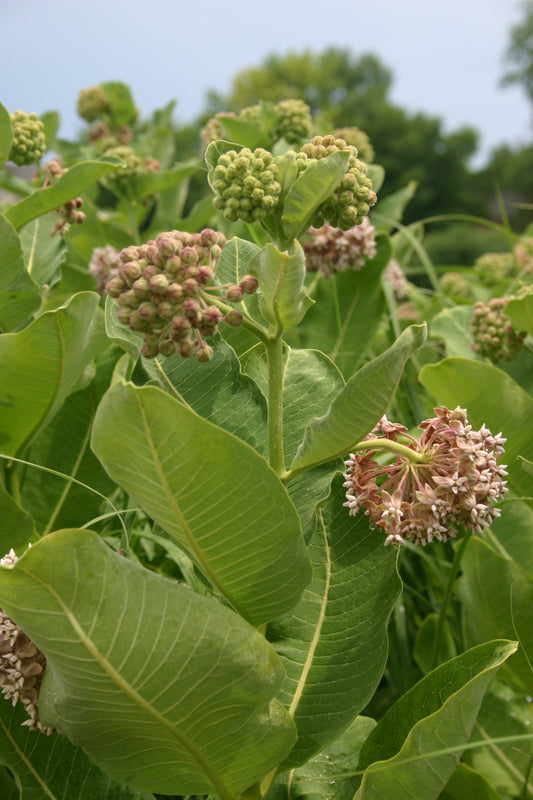 Asclepias syriaca 'Common Milkweed'