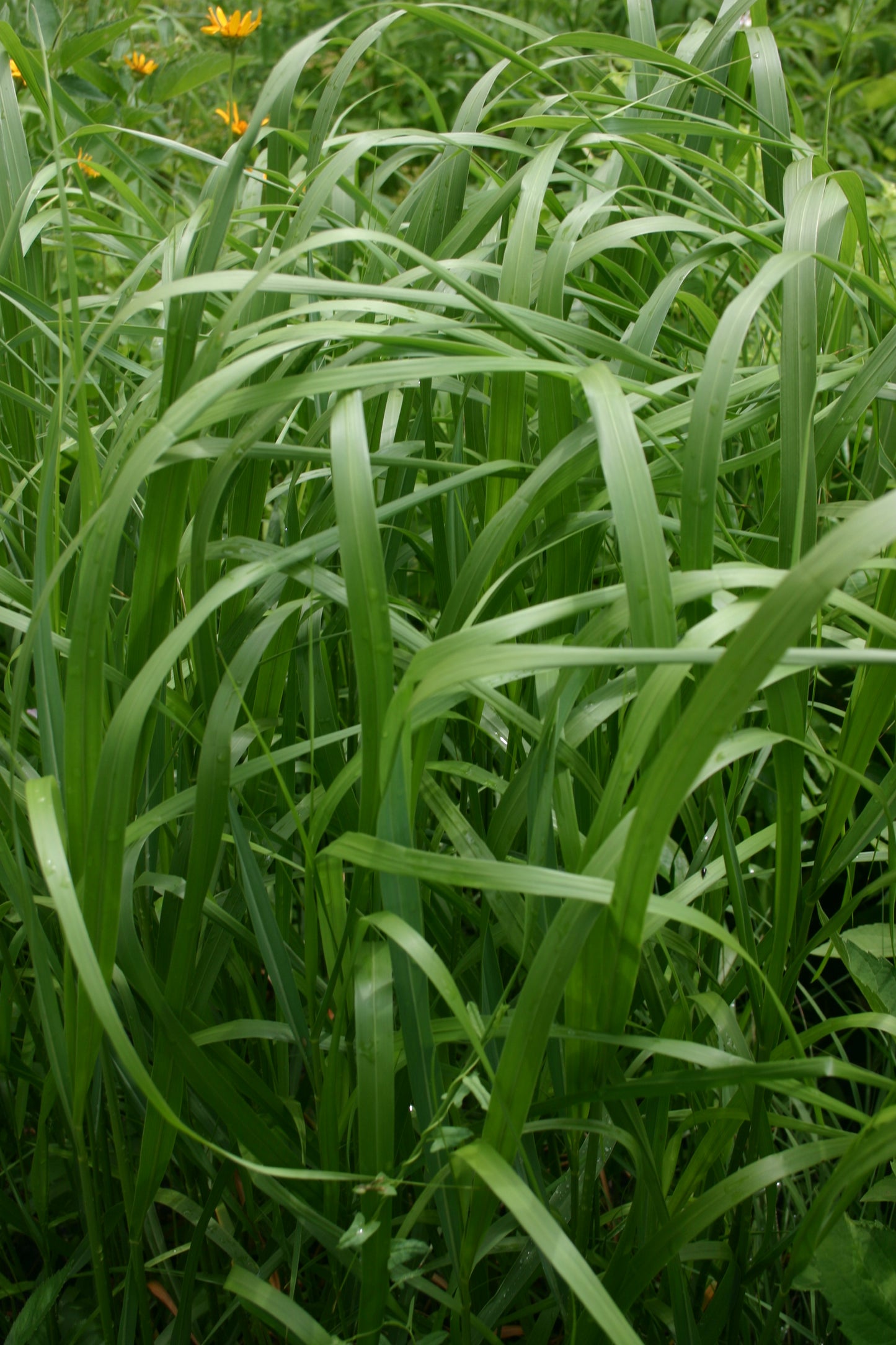 Panicum virgatum 'Switch Grass'