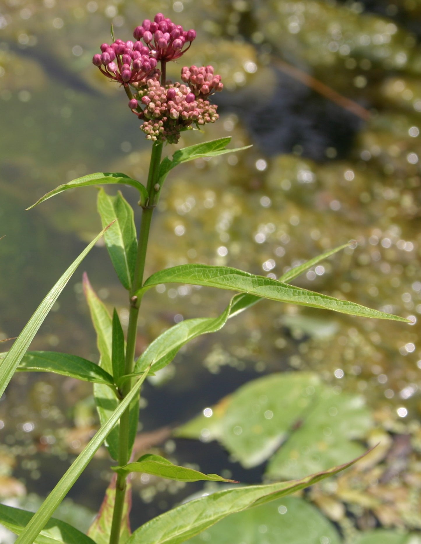 Asclepias incarnata 'Swamp Milkweed'