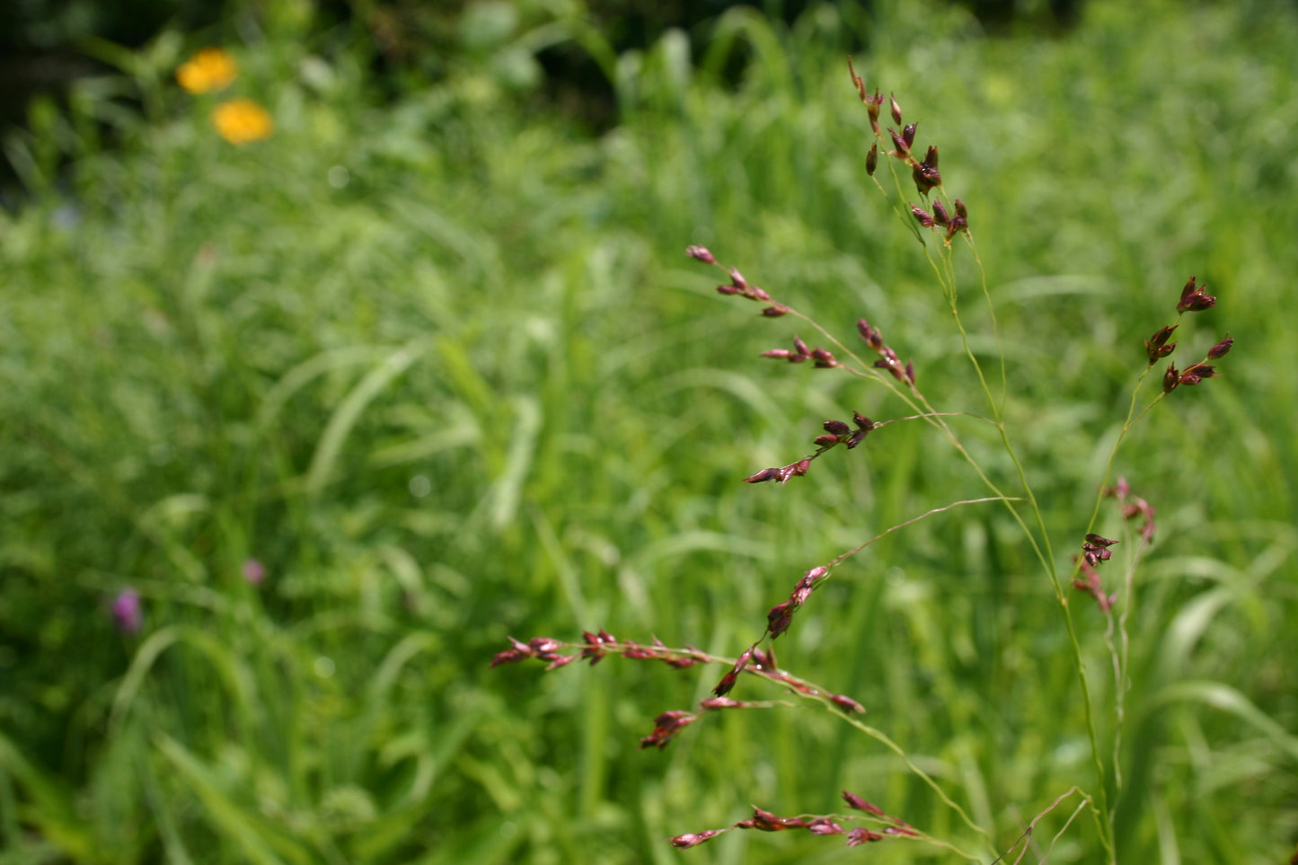 Panicum virgatum 'Switch Grass'