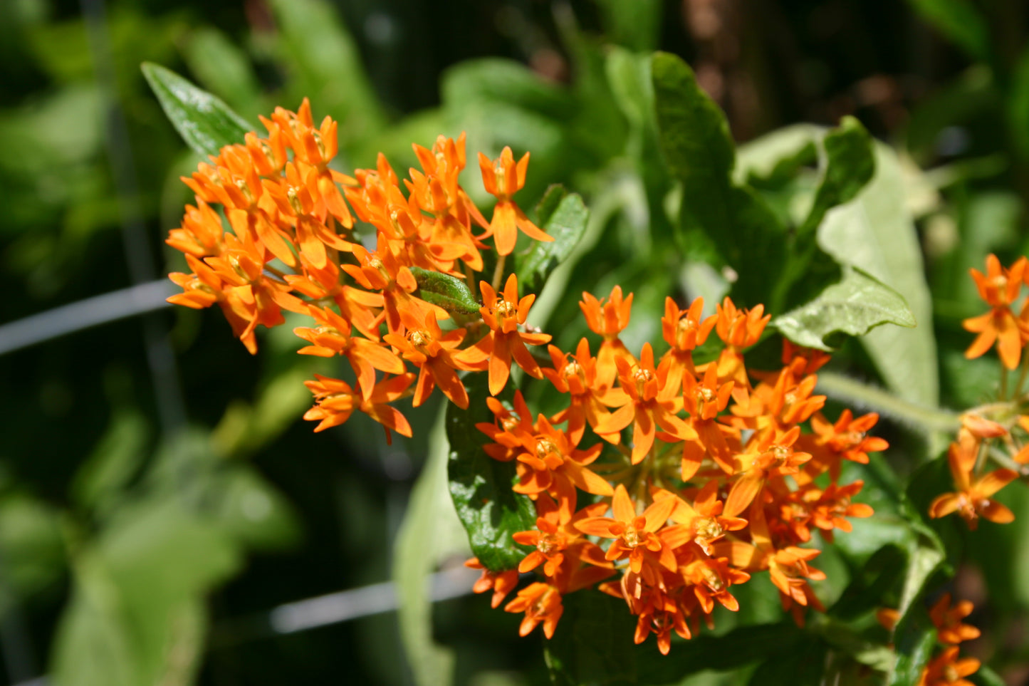 Asclepias tuberosa 'Butterfly Milkweed'