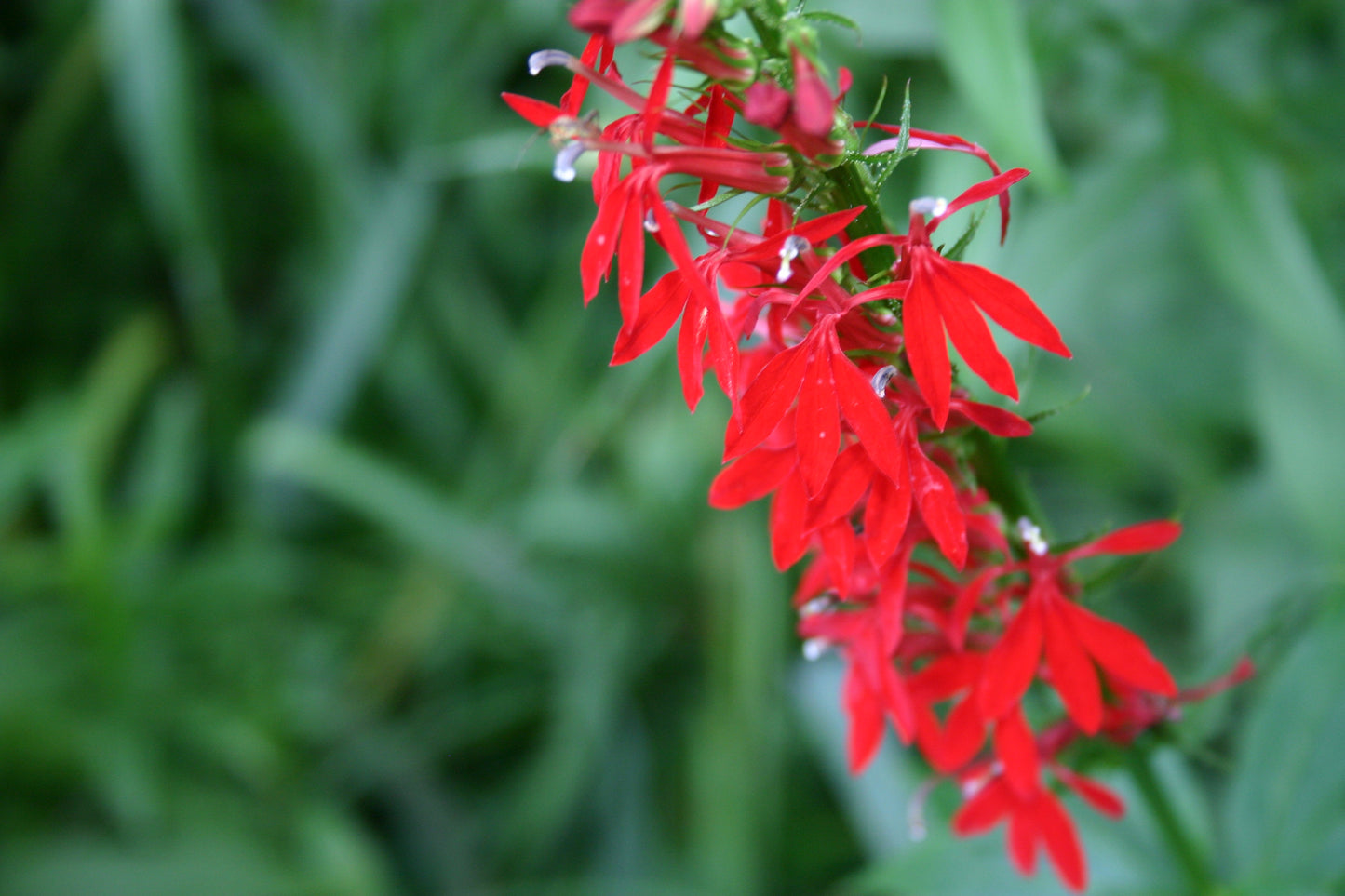 Lobelia cardinalis 'Cardinal Flower'