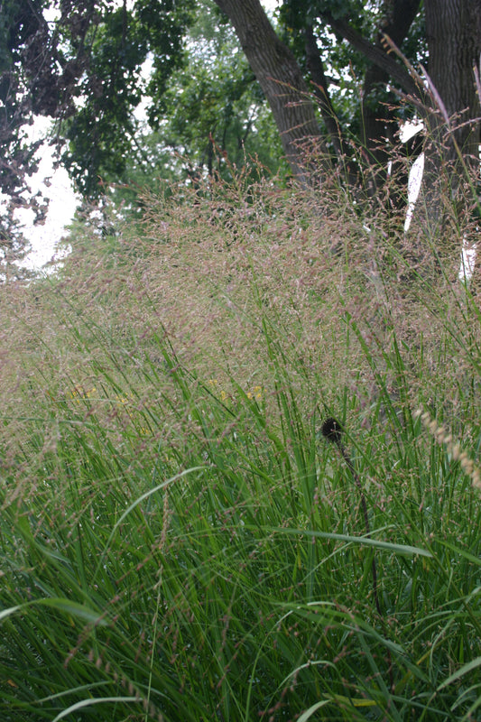 Panicum virgatum 'Switch Grass'