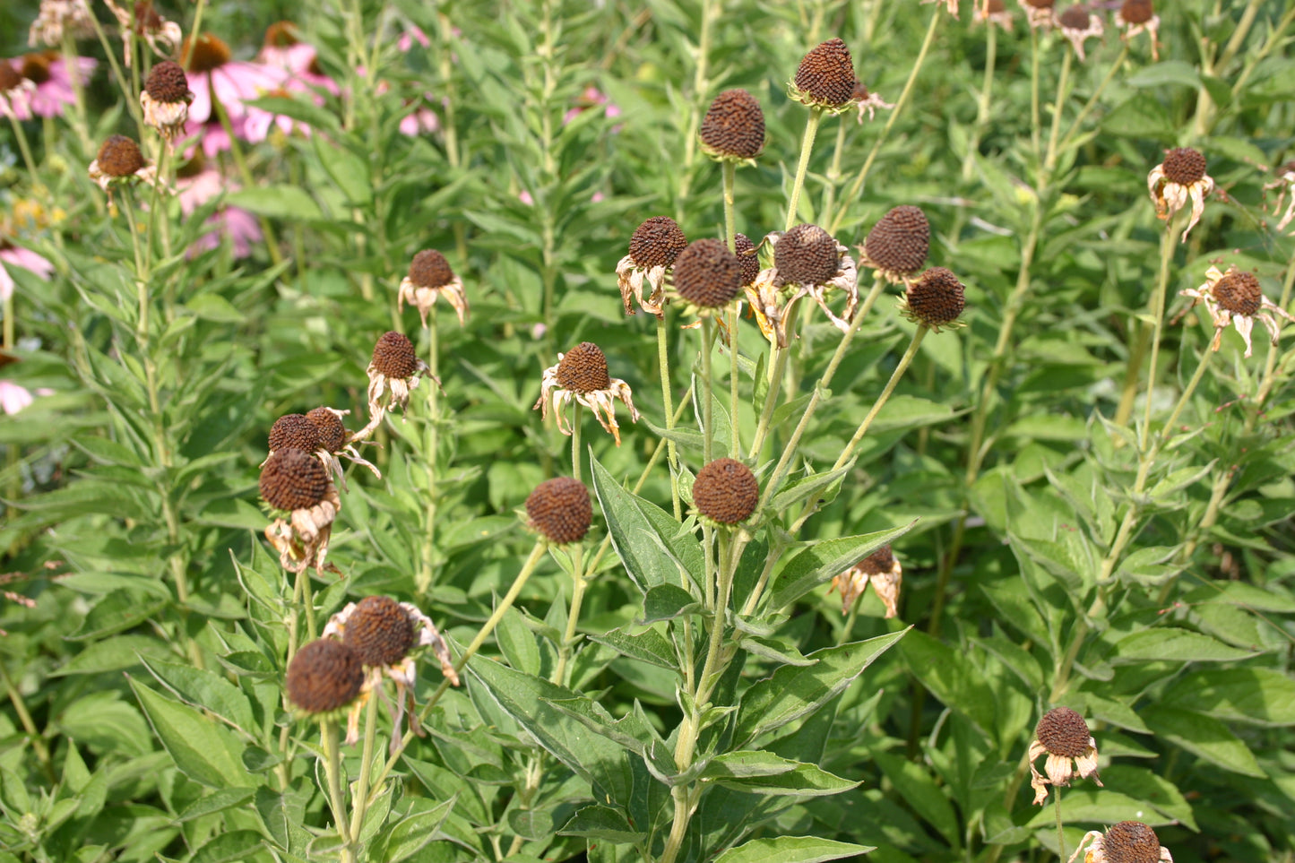 Rudbeckia subtomentosa ‘Sweet black-eyed susan’