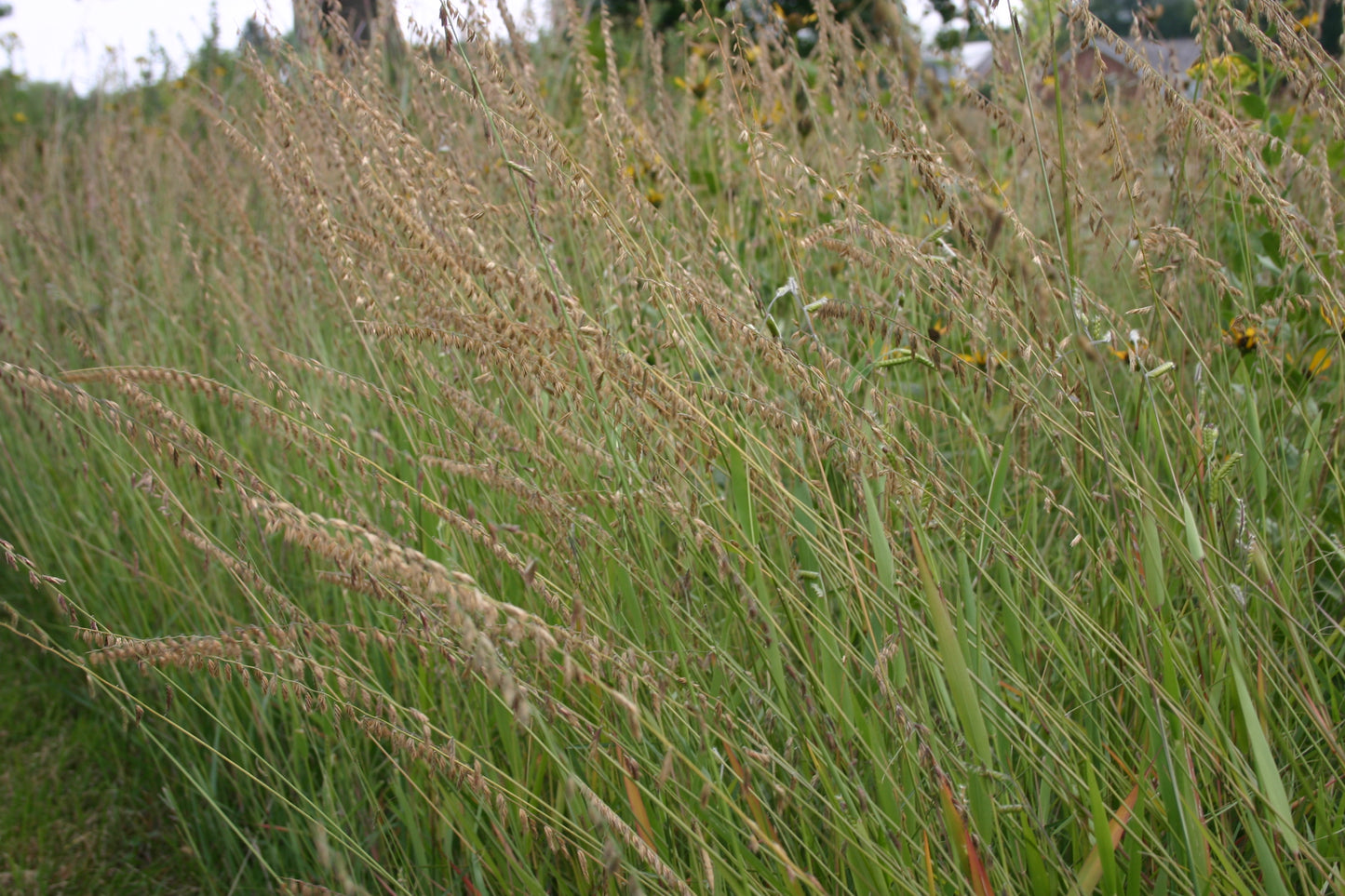 Bouteloua curtipendula ‘Sideoats grama’