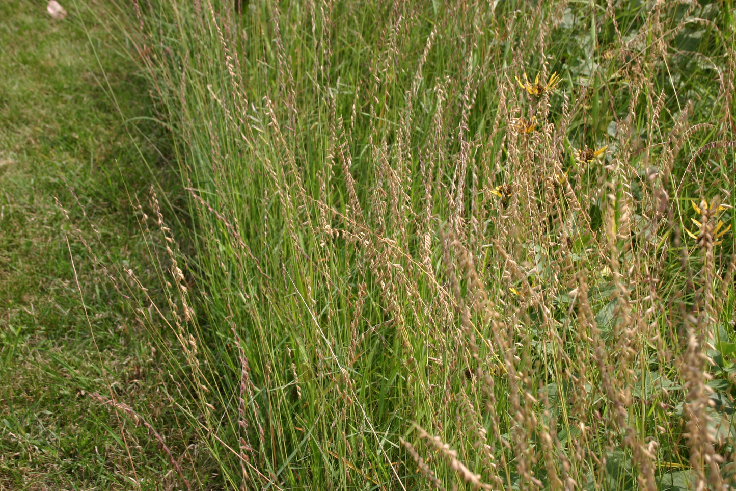 Bouteloua curtipendula ‘Sideoats grama’