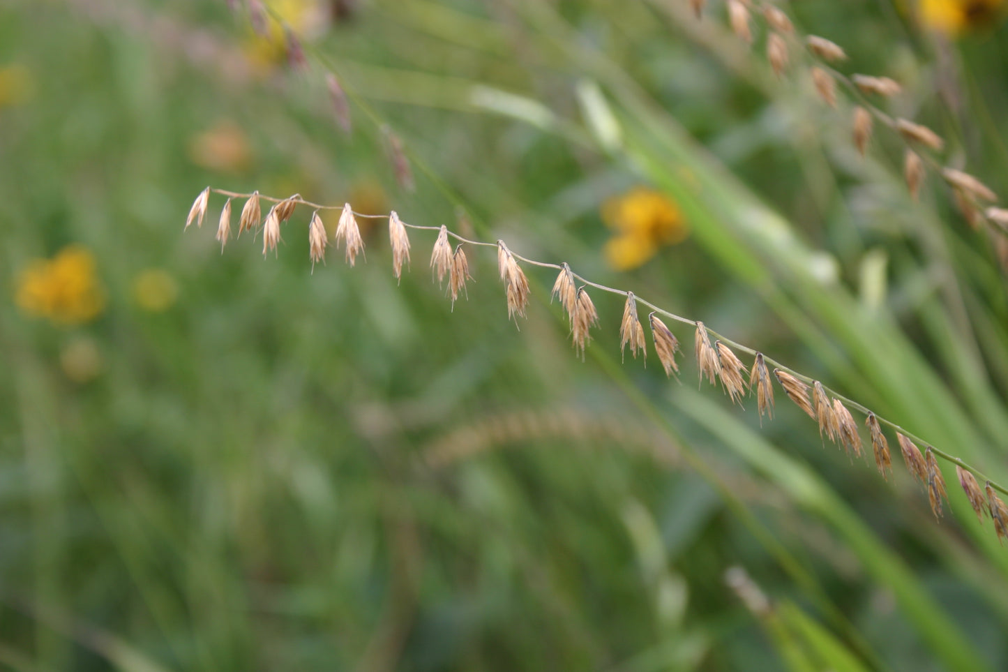 Bouteloua curtipendula ‘Sideoats grama’