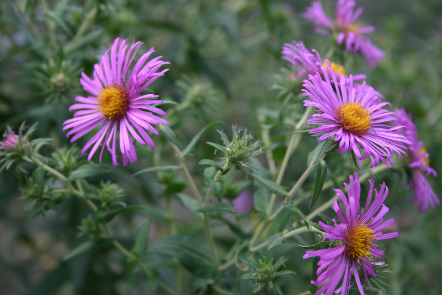 Symphyotrichum novae-angliae 'New england Aster'