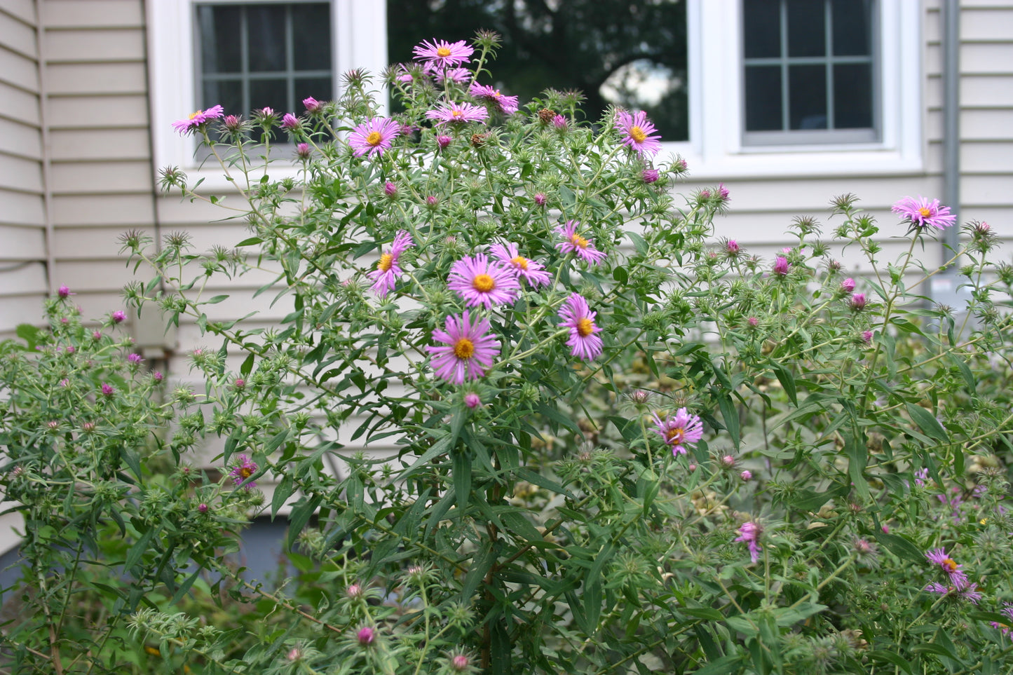 Symphyotrichum novae-angliae 'New england Aster'