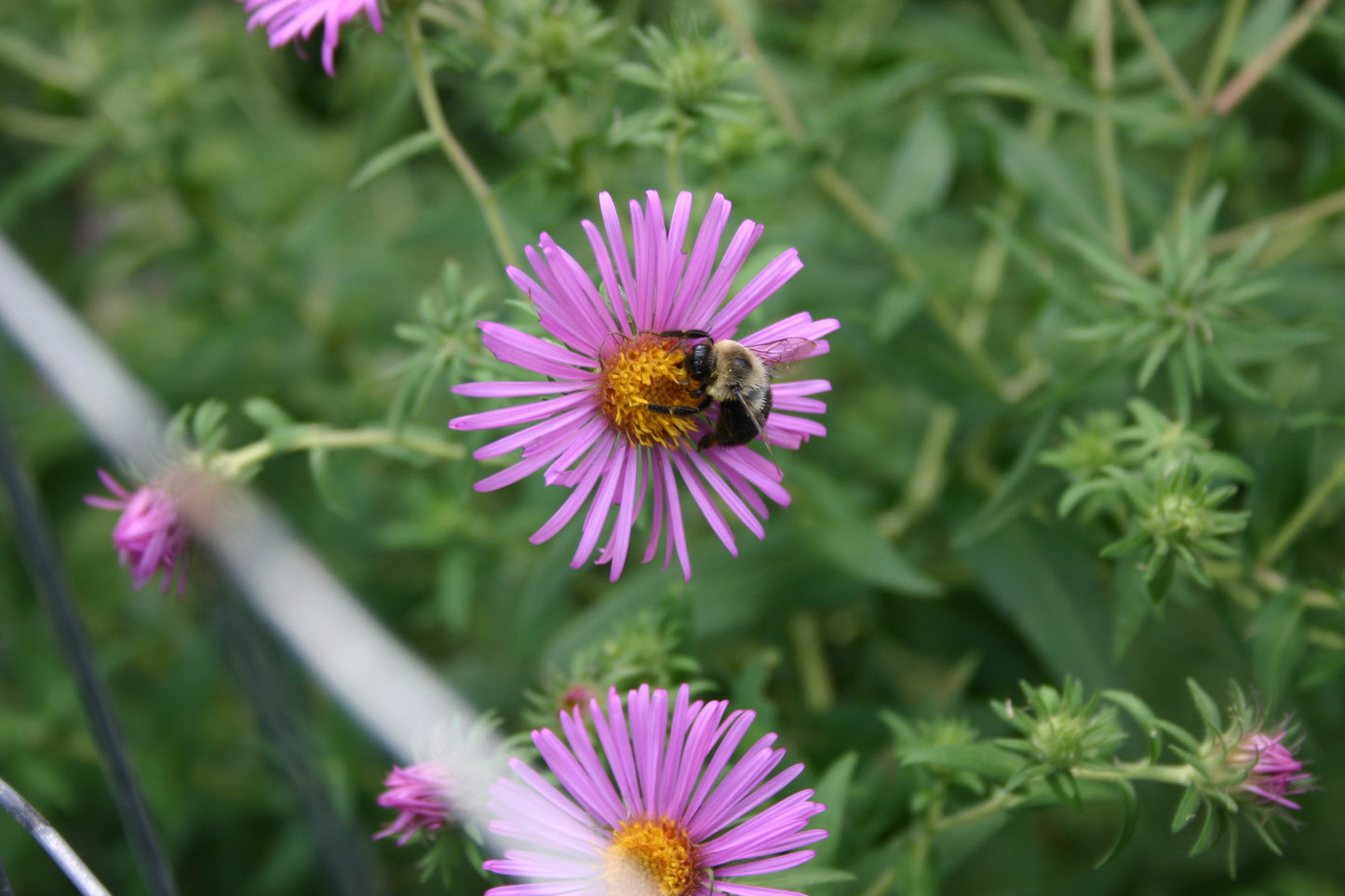 Symphyotrichum novae-angliae 'New england Aster'