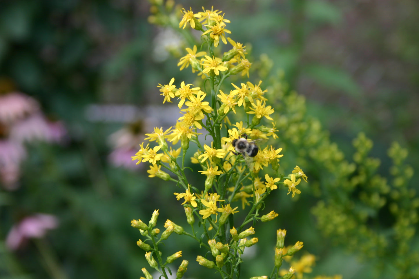 Solidago speciosa 'Showy Goldenrod'