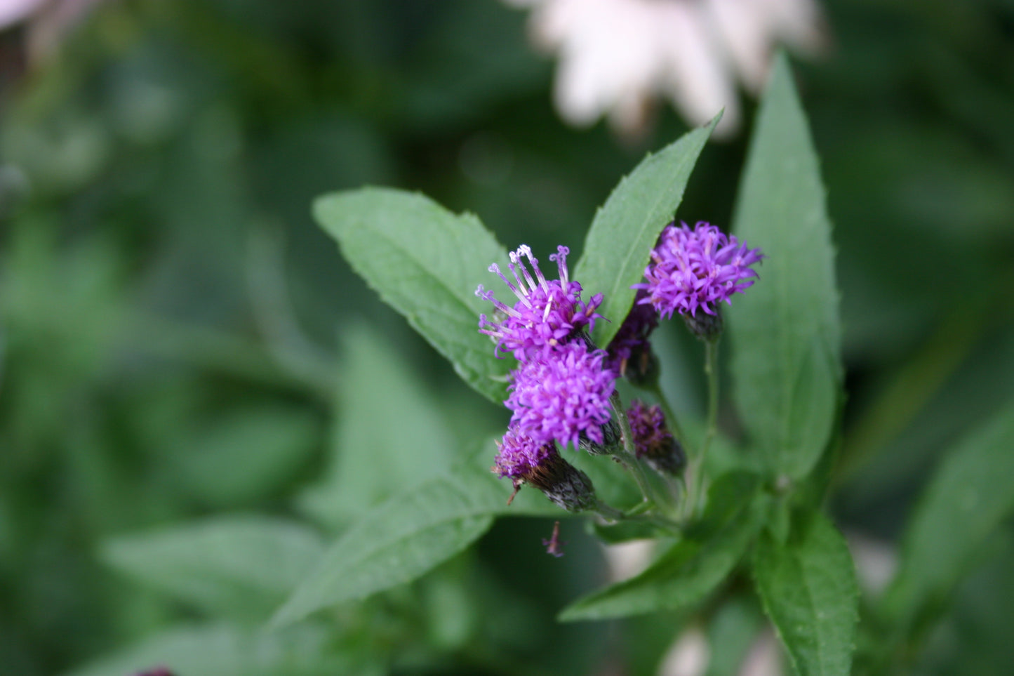 Vernonia fasciculata 'Common Ironweed'