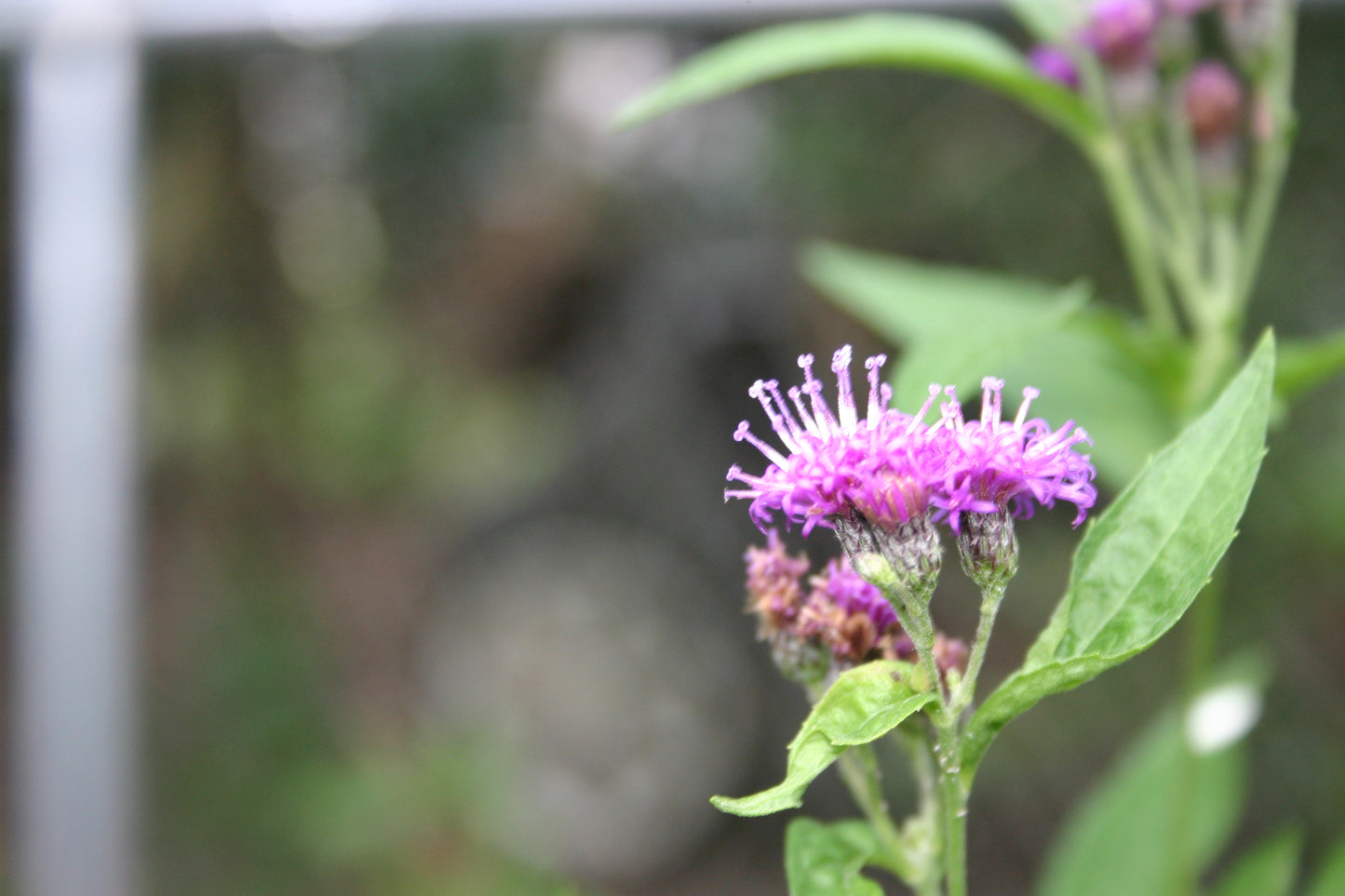 Vernonia fasciculata 'Common Ironweed'