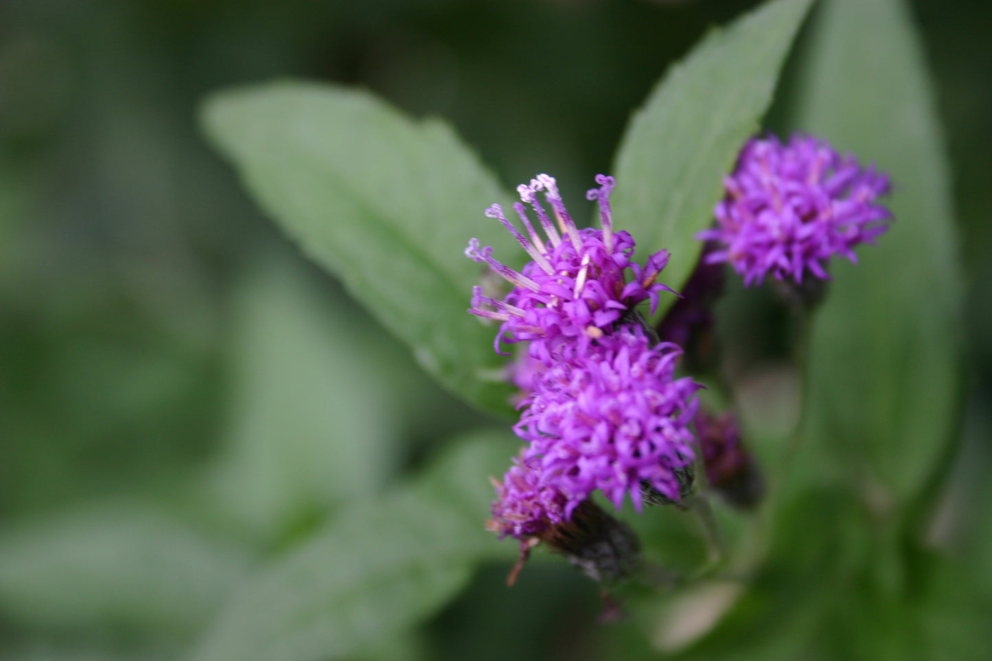 Vernonia fasciculata 'Common Ironweed'