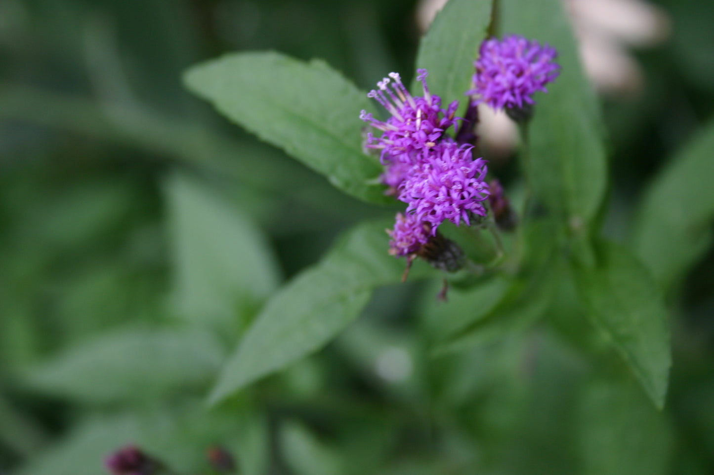 Vernonia fasciculata 'Common Ironweed'