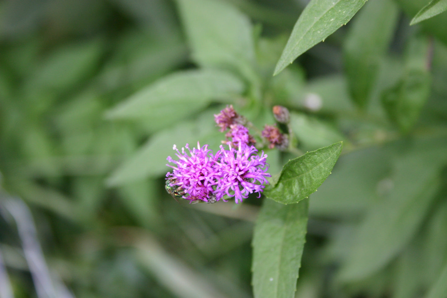 Vernonia fasciculata 'Common Ironweed'