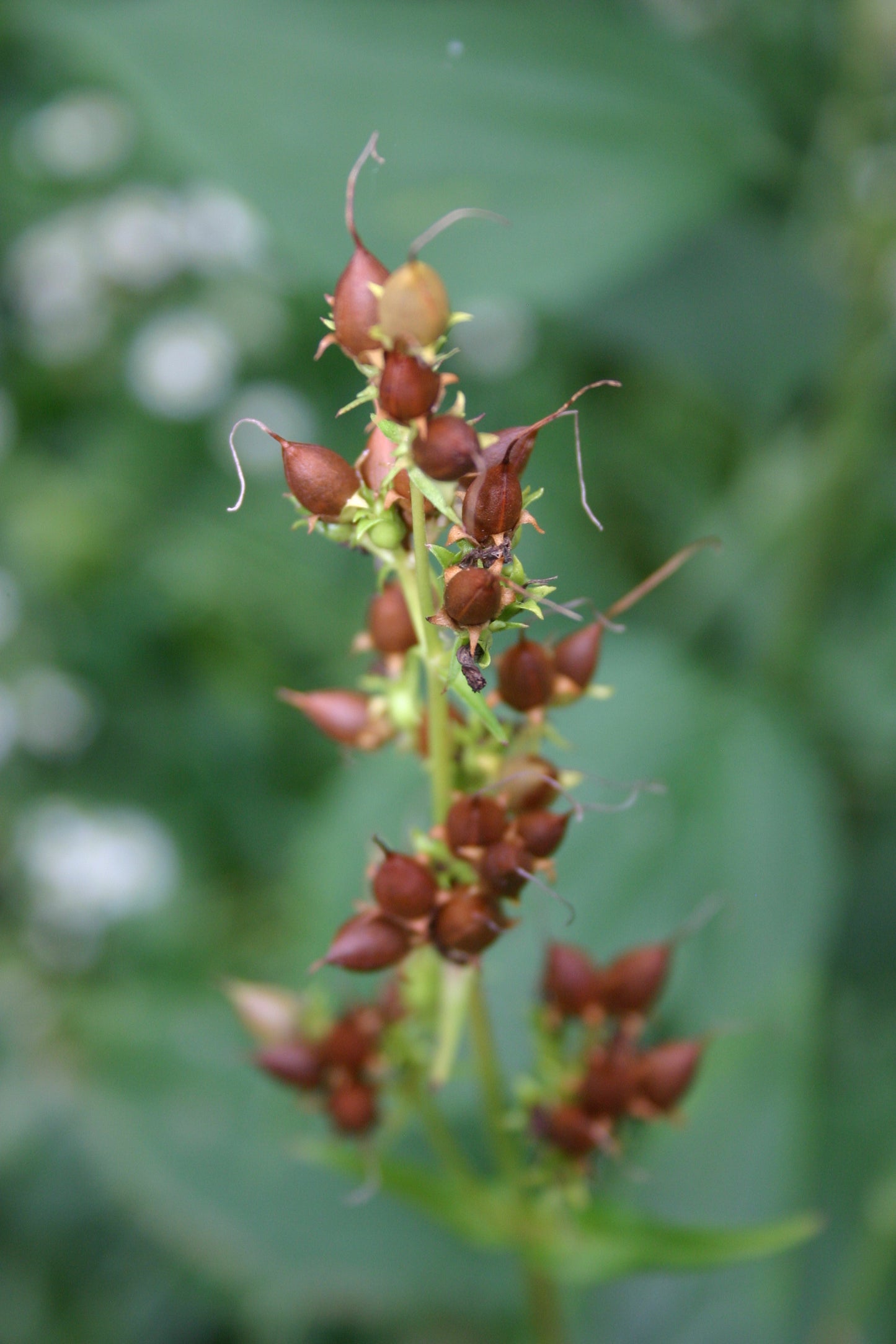 Penstemon digitalis 'Foxglove Beardtongue'