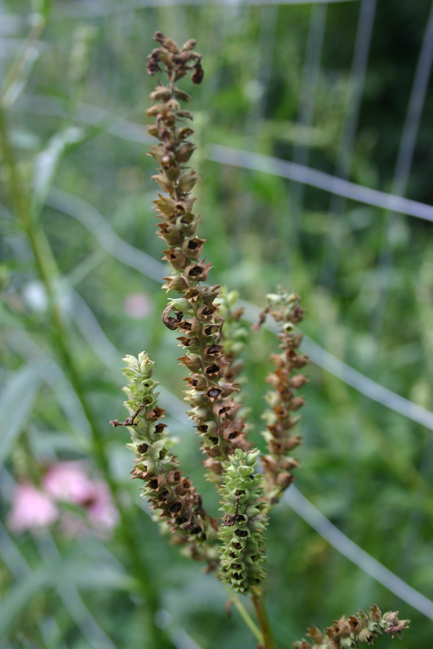 Physostegia virginiana 'Obedient Plant'