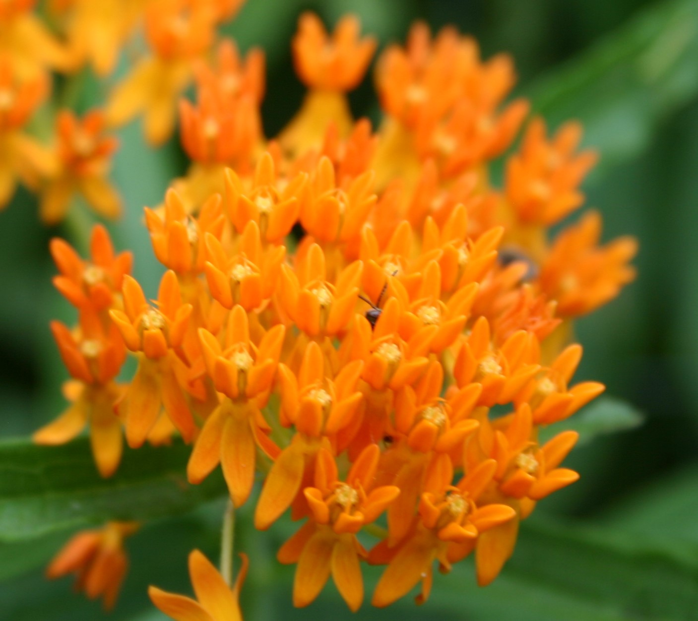 Asclepias tuberosa 'Butterfly Milkweed'