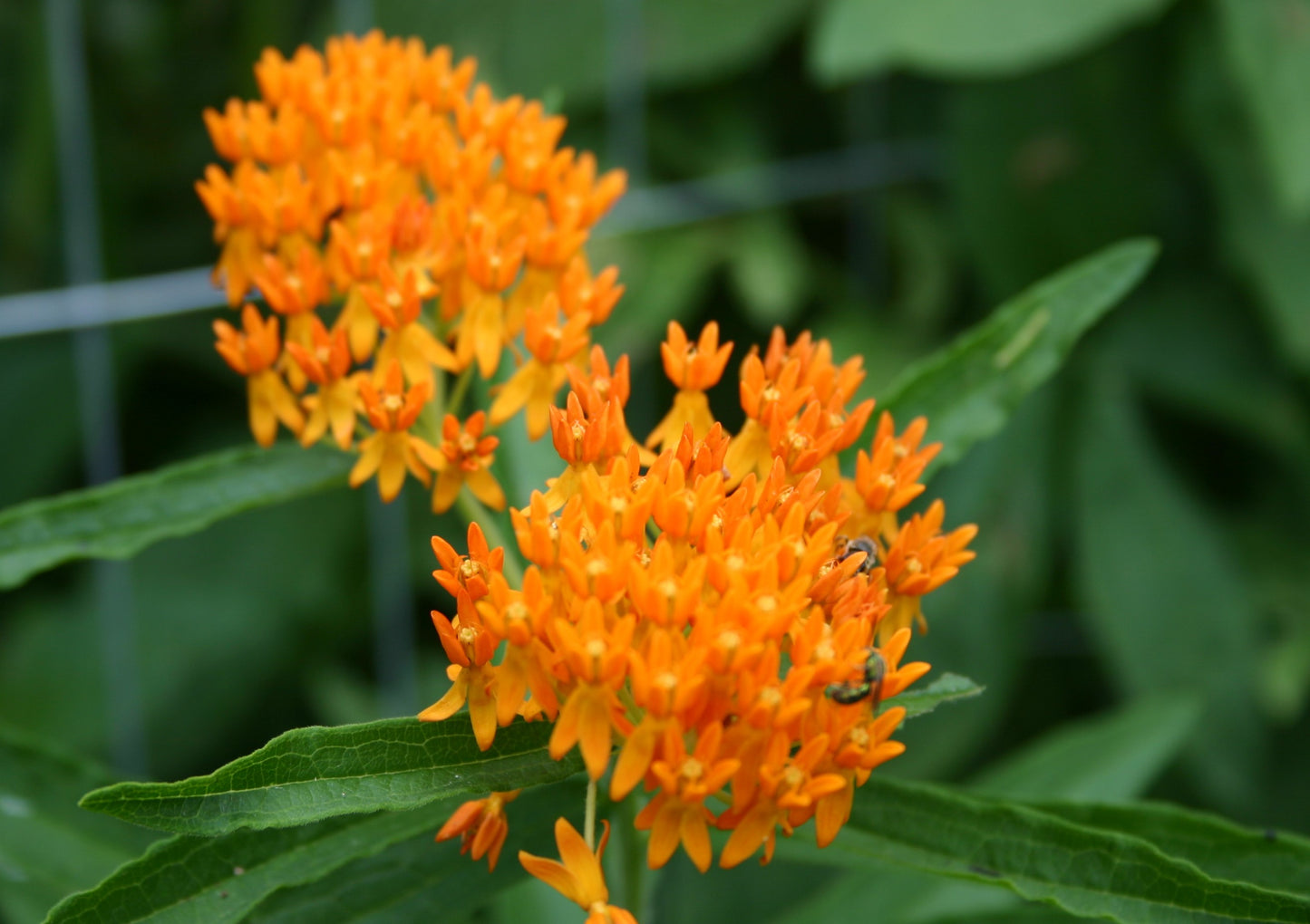 Asclepias tuberosa 'Butterfly Milkweed'