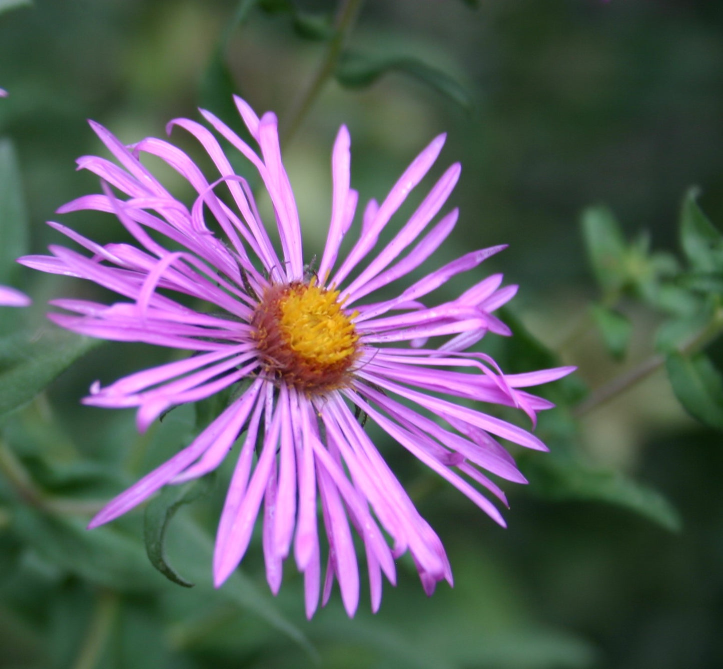 Symphyotrichum novae-angliae 'New england Aster'