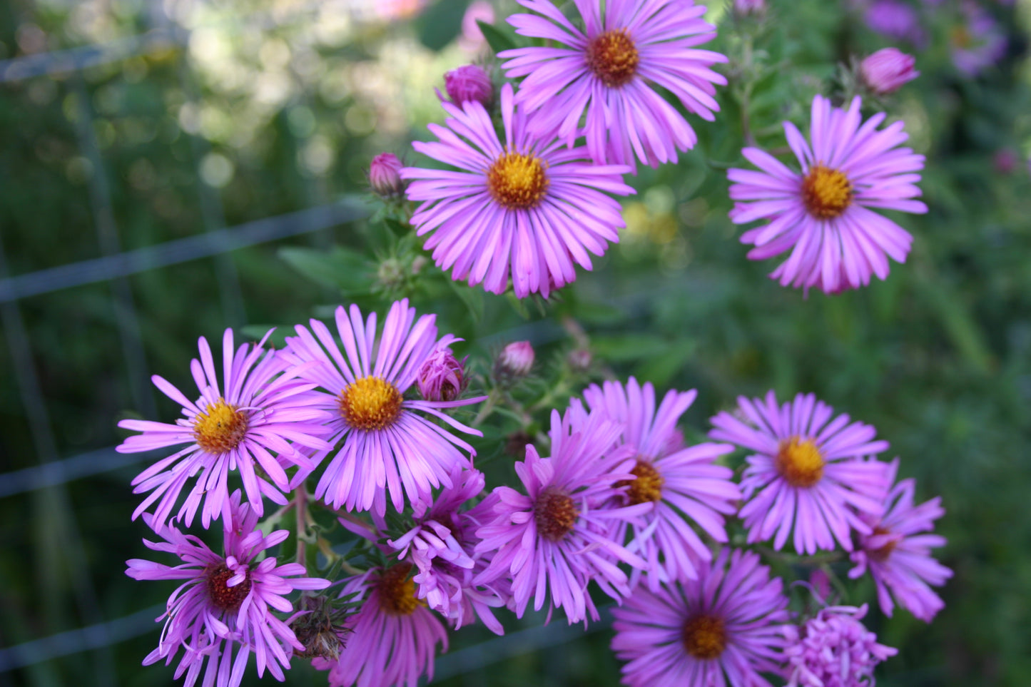 Symphyotrichum novae-angliae 'New england Aster'