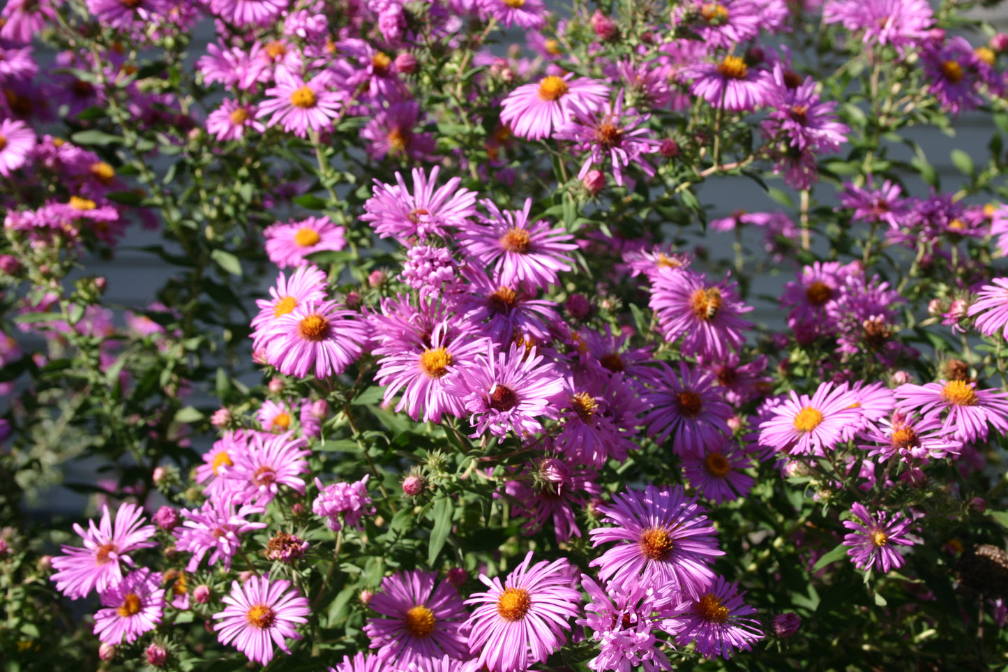 Symphyotrichum novae-angliae 'New england Aster'