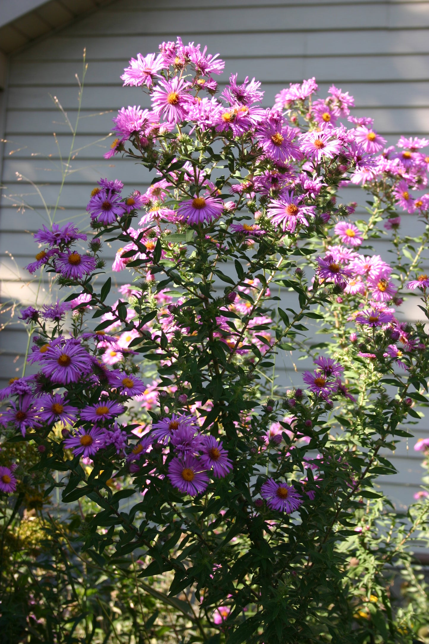 Symphyotrichum novae-angliae 'New england Aster'