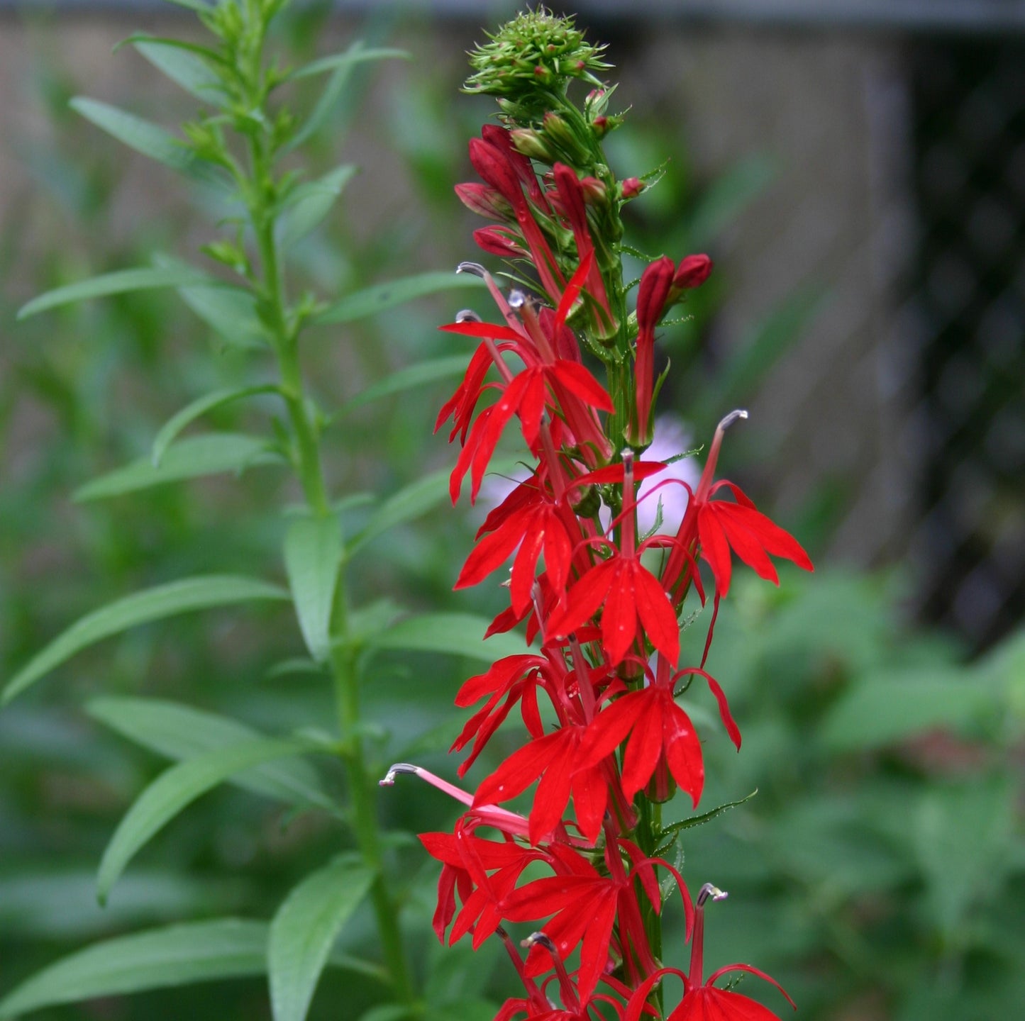 Lobelia cardinalis 'Cardinal Flower'