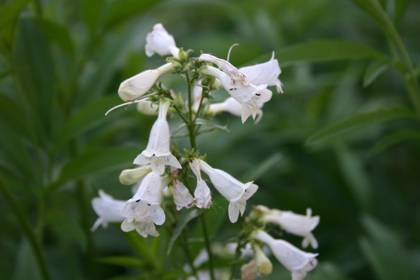 Penstemon digitalis 'Foxglove Beardtongue'