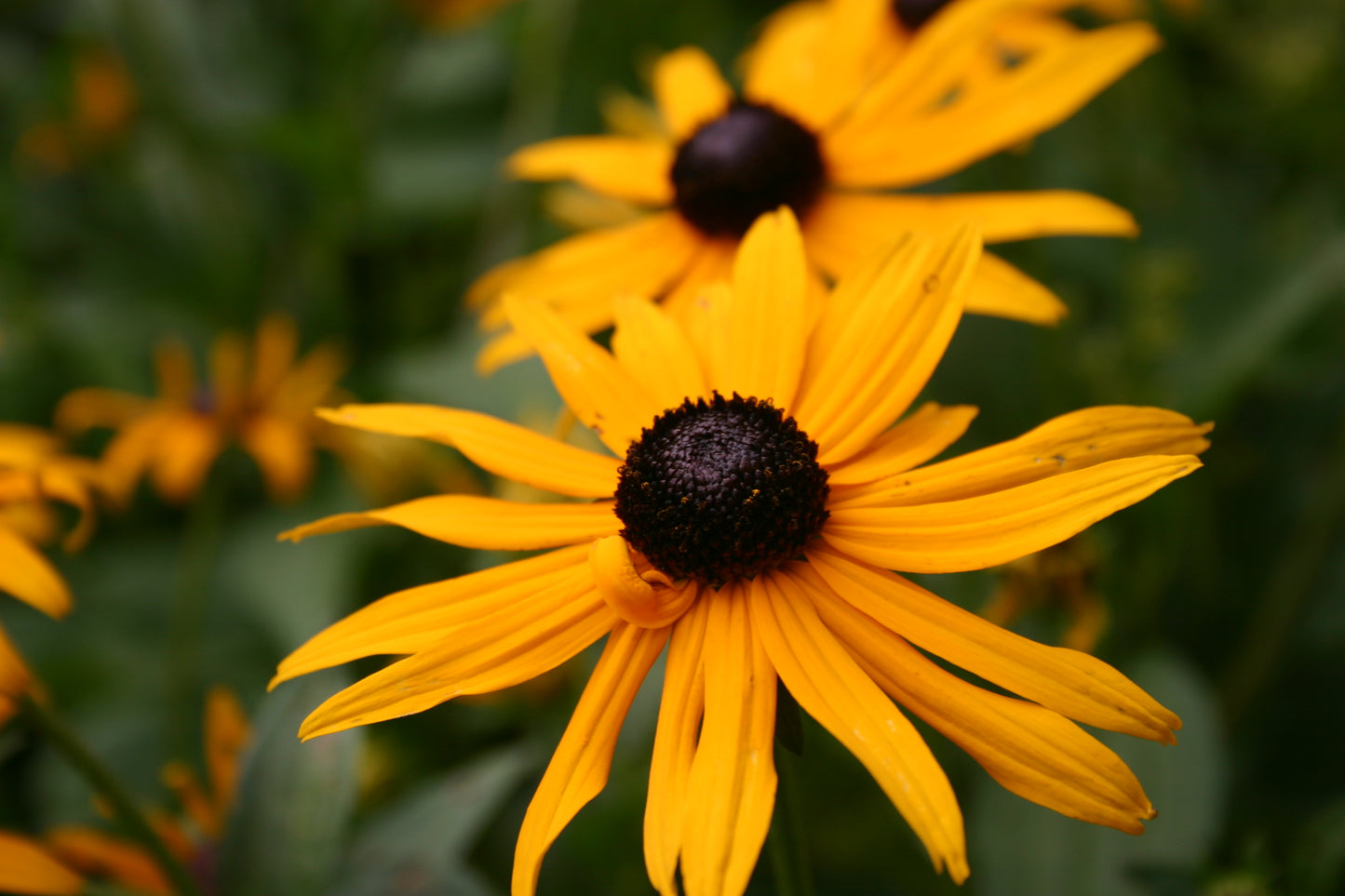 Rudbeckia subtomentosa ‘Sweet black-eyed susan’