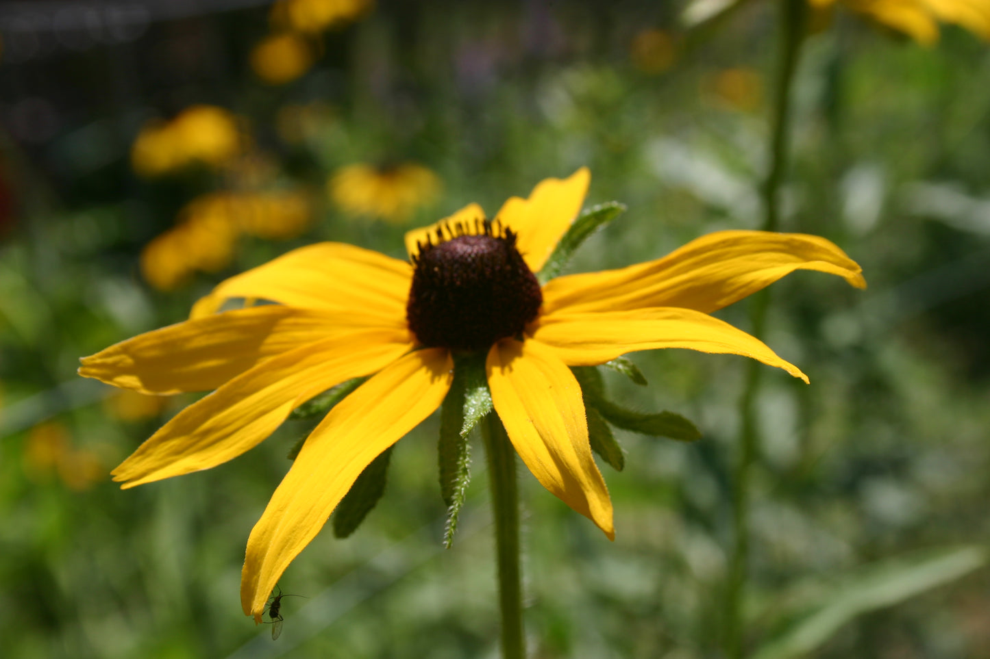 Rudbeckia subtomentosa ‘Sweet black-eyed susan’